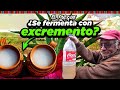 El PULQUE Mexicano ¿Se fermenta con EXCREMENTO?