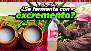 El PULQUE Mexicano ¿Se fermenta con EXCREMENTO?