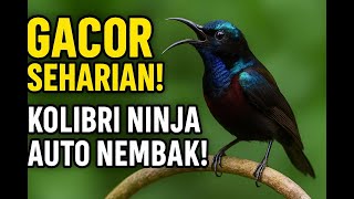 🎶 Masteran Kolibri Gacor Full Durasi – Cocok untuk Kolibri Ninja, Wiceh, dan Sepah Raja!