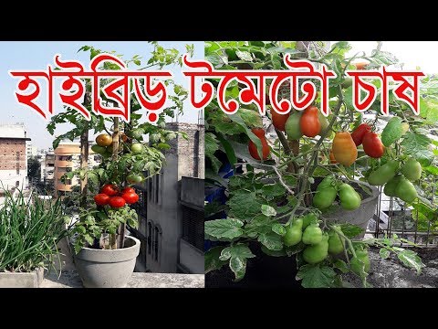 ভিডিও: হাইব্রিড টমেটো কাটা প্রস্তুত কিভাবে এবং শীতকালে তাদের সংরক্ষণ করুন