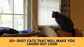 50+ Idiot Cats That Will Make You Laugh Out Loud