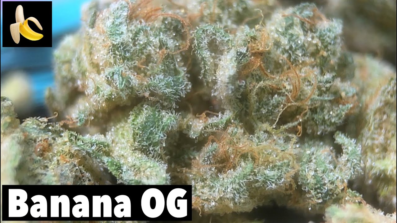 Banana OG from Moxie (Strain Review)