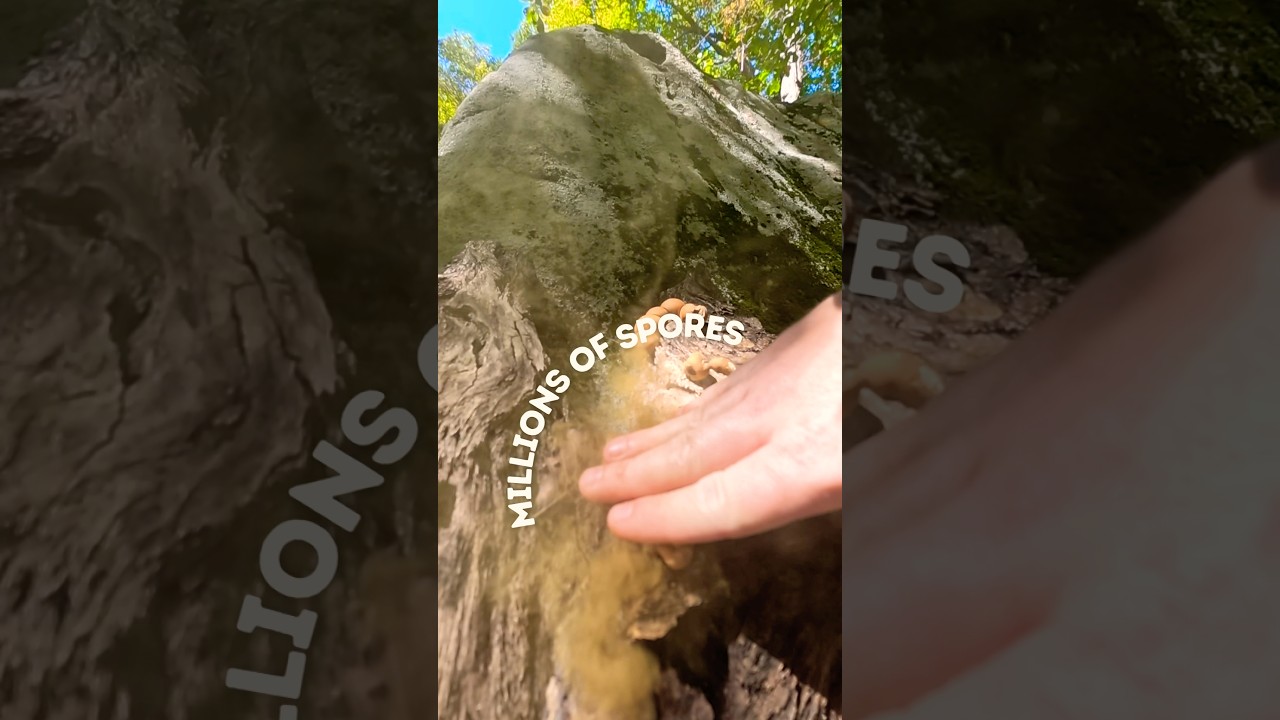 Weird Fungi!