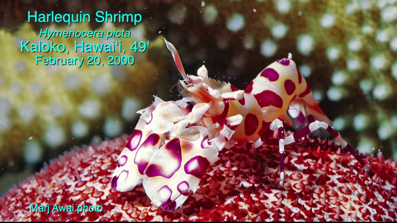 Harlequin Shrimp, Hymenocera picta, Kaloko, Hawaii 2000