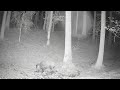 Everyday Life of Forest Animals | Peaceful Wildlife in the Czech Forest 🌲🦌🐗🐾