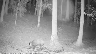 Everyday Life of Forest Animals | Peaceful Wildlife in the Czech Forest 🌲🦌🐗🐾