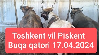 Toshkent vil Piskent tumani 17.04.2024 chorva bozori Buqalar narhi