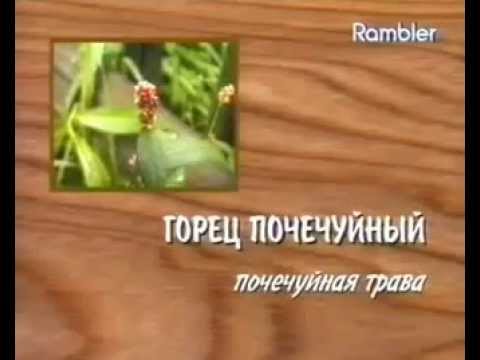 Горец почечуйный Почечуйная трава