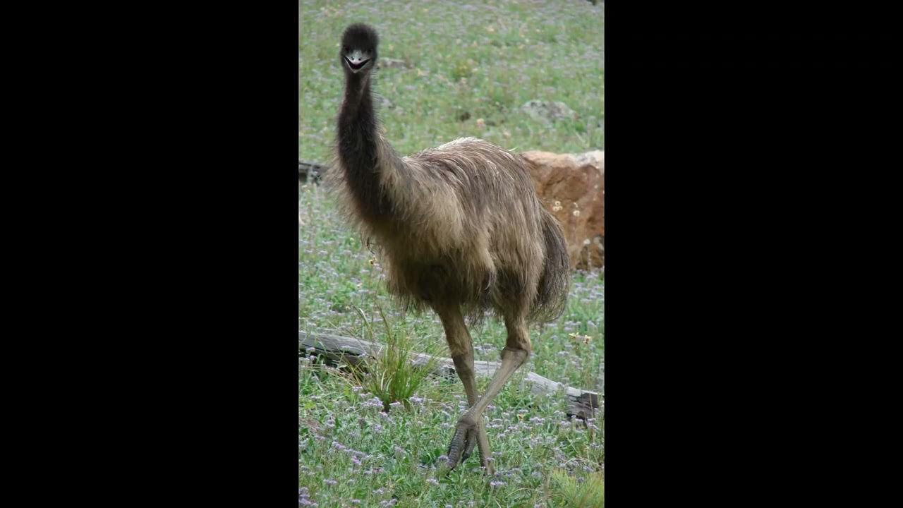 emu sound effects YouTube