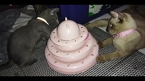 Watch the video about RUSSIAN BLUE vs SIAMESE #kittens #playfulcats #toys