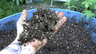4 Plant Transplant