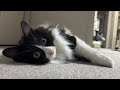 猫が床を泳ぎはじめました...