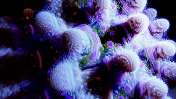 Mandelbulb render test