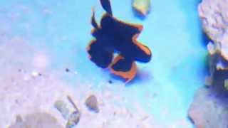 Pinnatus