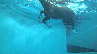 Equine Rehabilitation Center | Swimming Underwater View