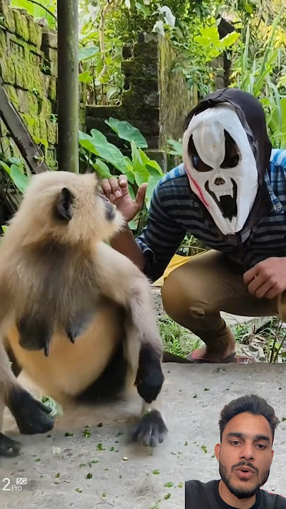 Prank kr diya #monkey #funny #zoo #cute #animals #kabootarba #music #funnypets #funnyanimals
