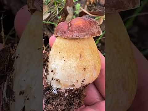 Белый гриб дубовый (Boletus reticulatus) Boletus reticulatus short #shorts