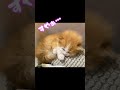湯たんぽでうとうとする子猫#shorts
