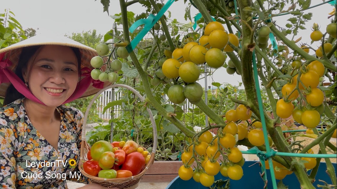 Cắt, Hái Các Loại Cà Chua 🍅 Dưa Hấu, Dưa Gang Ra Trái Phát Mê