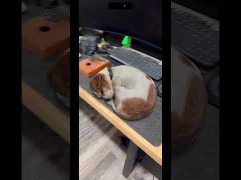 AR is getting Insane! #augmentedreality #pets