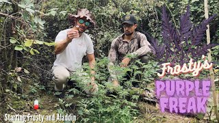 Frosty and Aladdin unveil Frosty’s Purple Freak and get raided… (with @KhalifaGenetics) (FR subs)