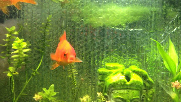 Comet Goldfish: How to care for goldfish, species profile, tips tricks and advice