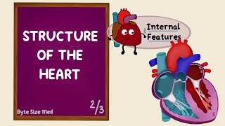 Internal Structure of the Heart | Chambers of the Heart | Cardiac Anatomy | Anatomy Doodles