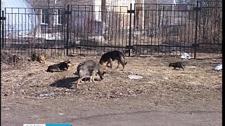 В Петрозаводске начался отлов бродячих собак В Петрозаводске начался отлов бродячих собак