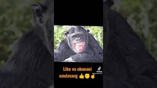 Kulgu Ustalari Bomba Prikol Videolar