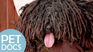 Italian Greyhound, Cairn Terrier or Puli dog?| Pick A Puppy | Pet Docs