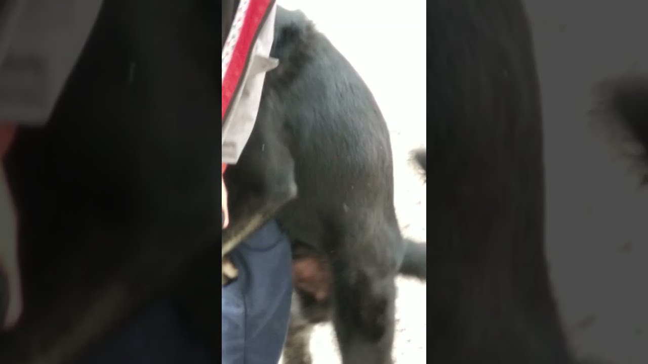 собака привязалась к девушке