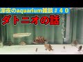 120水槽立ち上げから水が汚い・・初の本格餌やり！ダトニオトーク　深夜のアクアリウム雑談＃40
