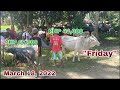 Presyo ng Baka, Kalabaw at Kabayo / Aguada, Placer, Masbate - March 18, 2022 "Friday"