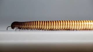 Millipede on the Move (Desert Millipede  Orthoporus ornatus)