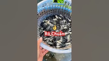 ✅ Giống Cá Rô Phi Thái chuẩn được ưu chuộng #cagiong Tây Nguyên (Lâm Đồng) 0912107514 #giathuysan