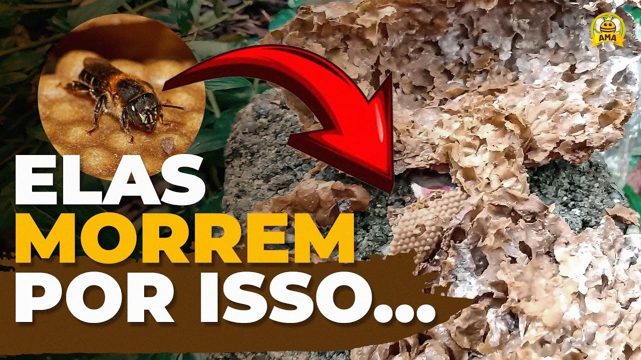 As 4 PRINCIPAIS causas de MORTE das ASF