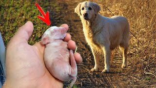 Perro Trajo Un Cachorro Del Bosque, Dos Meses Después Quedó Claro Que No Era Un Perro En Absoluto.