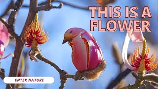 Nature&#39;s Hidden Art | 10 Flower Lookalikes