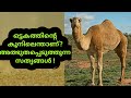 The camel,the kings of adaptation | 2 കൂനുള്ള ഒട്ടകം | SVS ennum eppozhum evideyum