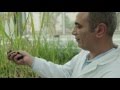 Professor Salim Al Babili Explains His Work On Plant Hormones 