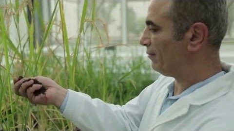 Professor Salim Al-Babili explains his work on plant hormones