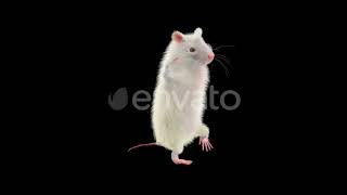 Rat Dancing | Motion Graphics - Envato elements