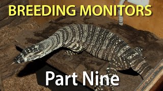 Breeding Monitors Part Nine - Nest Defence