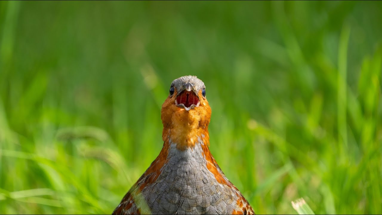 Bing Videos
