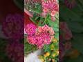 Beautiful Morning #goodmorning #morningvibes #gardenvibes #trending #shorts #rose #lantana # #nature