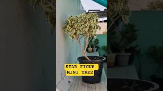 Star Ficus Tree shape Bonsai or Mini Tree #ficusbonsai #homegardening #viralshorts #trendingshorts