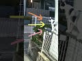 細いフェンスの上を歩く野良猫　#Shorts