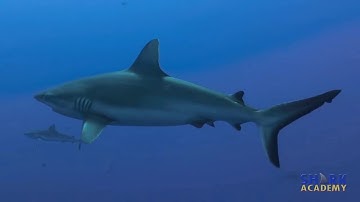 ANM103: Water detection in vibrissae vs. the lateral line system