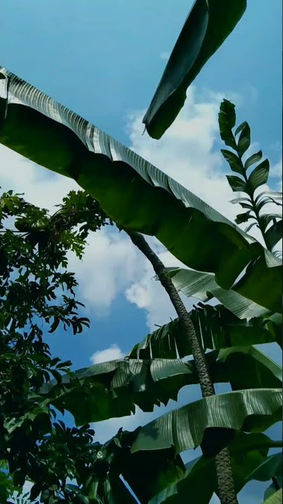 STORY WA 30 detik|Denny Caknan