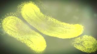 What kind of samples can I counterstain with DRAQ5™?